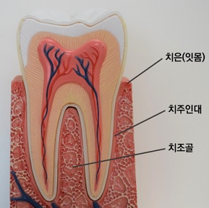 [그림2] 치주조직의 구조