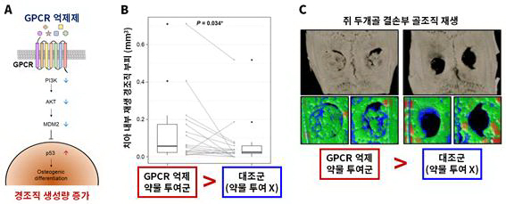 <strong>(A) GPCR 억제제를 통한 경조직 재생 기전<br></strong>GPCR 억제제를 투여하면 세포 내 신호전달체계를 따라 PI3K, AKT, MDM2 단백질이 순차적으로 감소하고 결과적으로 p53 단백질이 증가해 줄기세포의 경조직 생성 세포로의 분화를 촉진한다. <br><strong>(B, C) GPCR 억제제 투여시 치아 경조직 및 골조직 생성량 비교 <br></strong>(B) 성견 치아에 GPCR 억제 약물을 투여한 경우 투여하지 않은 대조군과 비교해 많은 양의 경조직이 재생되는 것을 확인했다. <br>(C) 쥐 두개골 결손부에 GPCR 억제 약물을 투여한 경우 투여하지 않은 대조군과 비교해 많은 양의 골조직이 재생되는 것을 확인했다.